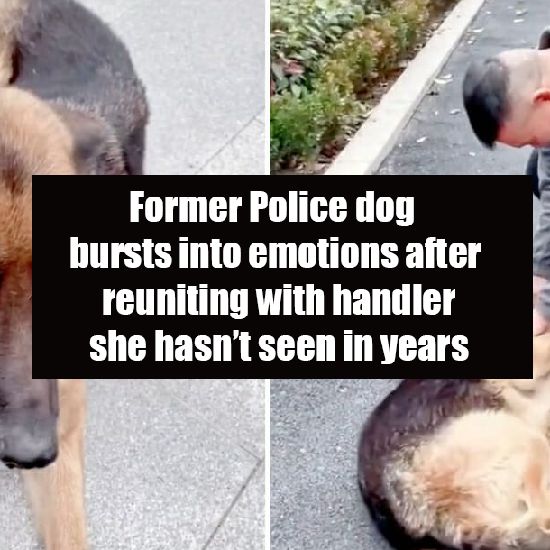 Former Police dog bursts into emotions after reuniting with handler she hasn’t seen in years