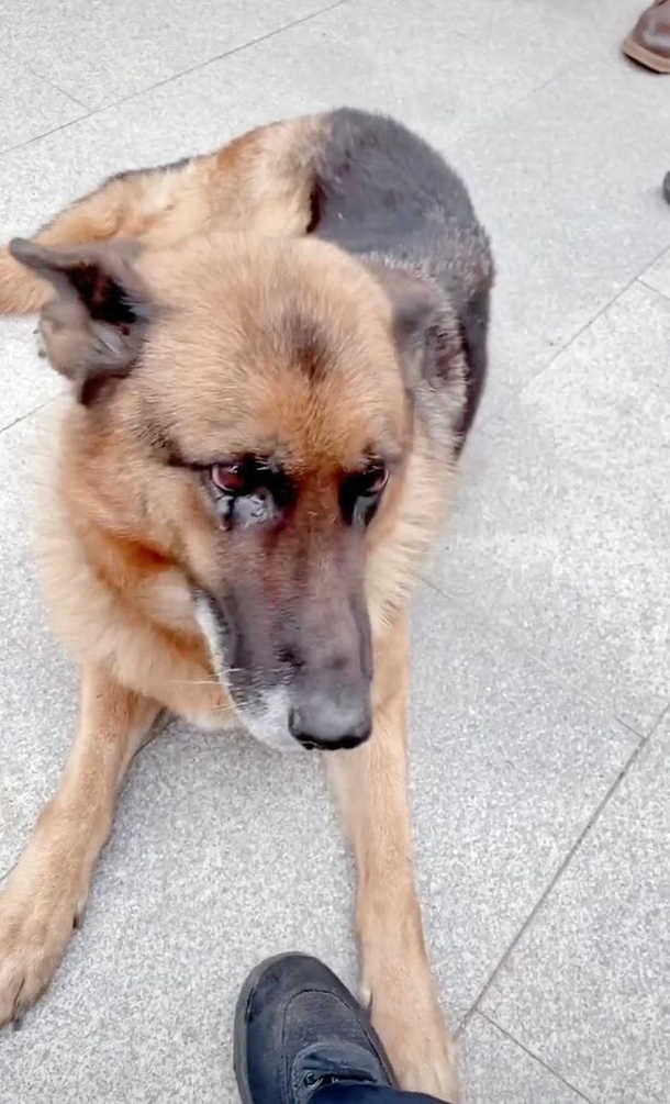Former Police dog bursts into emotions after reuniting with handler she hasn’t seen in years - picture 3