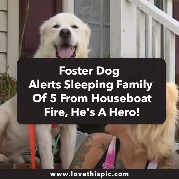 Foster Dog Alerts Sleeping Family Of 5 From Houseboat Fire, He's A Hero!