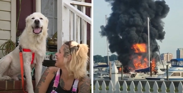 Foster Dog Alerts Sleeping Family Of 5 From Houseboat Fire, He's A Hero! - picture 2