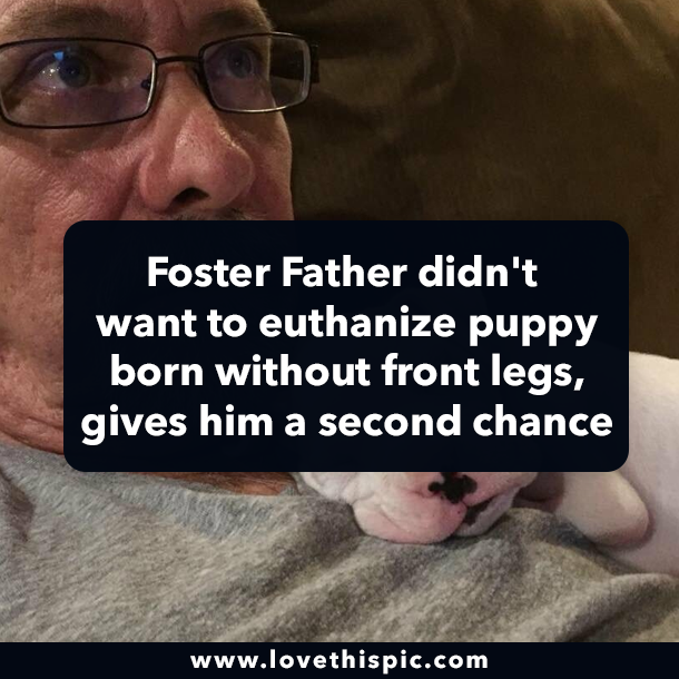 Foster Father didn't want to euthanize puppy born without front legs, gives him a second chance