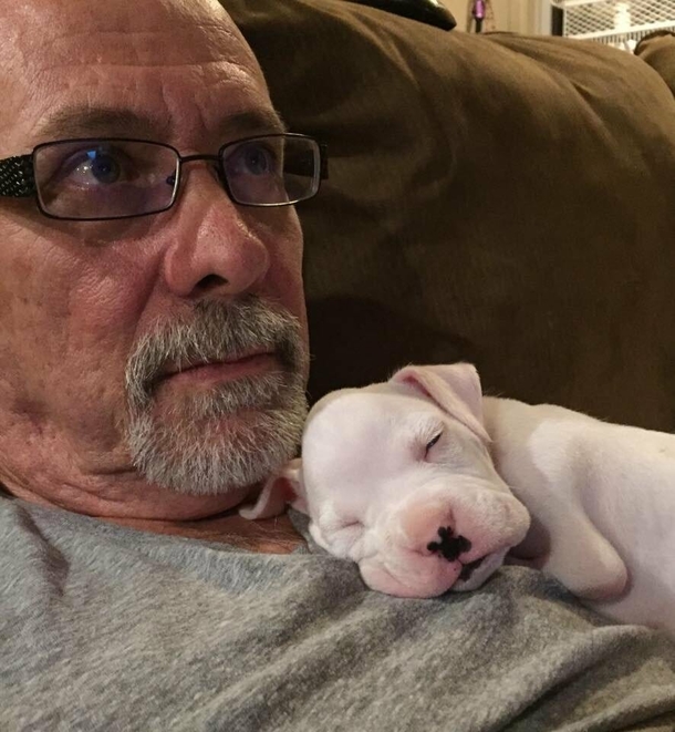 Foster Father didn't want to euthanize puppy born without front legs, gives him a second chance - picture 2