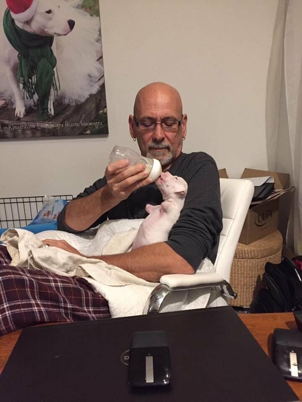 Foster Father didn't want to euthanize puppy born without front legs, gives him a second chance - picture 3