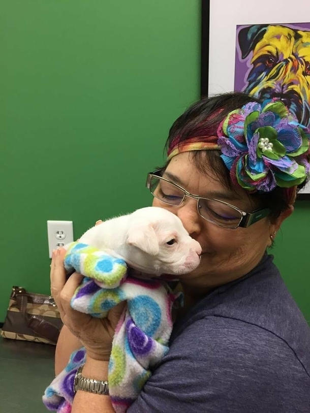 Foster Father didn't want to euthanize puppy born without front legs, gives him a second chance - picture 4