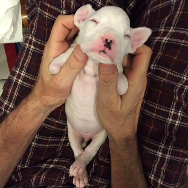 Foster Father didn't want to euthanize puppy born without front legs, gives him a second chance - picture 5