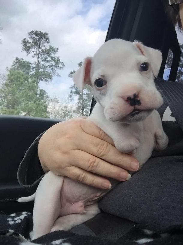 Foster Father didn't want to euthanize puppy born without front legs, gives him a second chance - picture 6