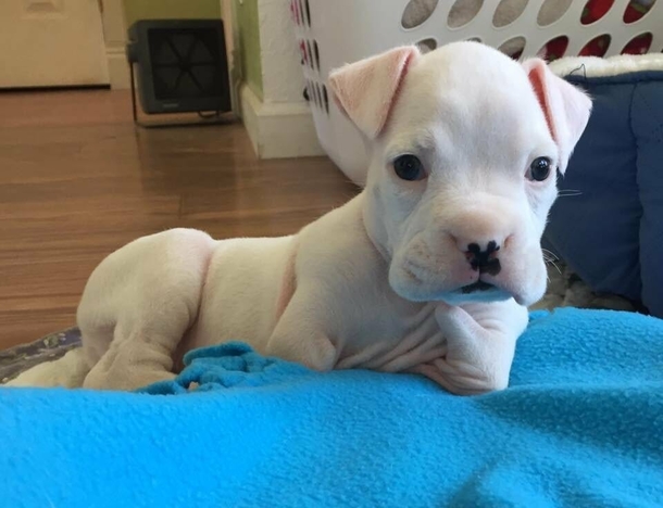 Foster Father didn't want to euthanize puppy born without front legs, gives him a second chance - picture 7