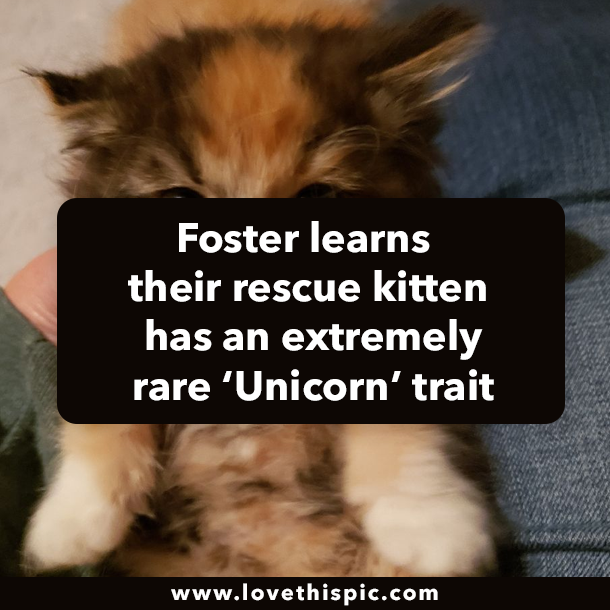Foster learns their rescue kitten has an extremely rare ‘Unicorn’ trait