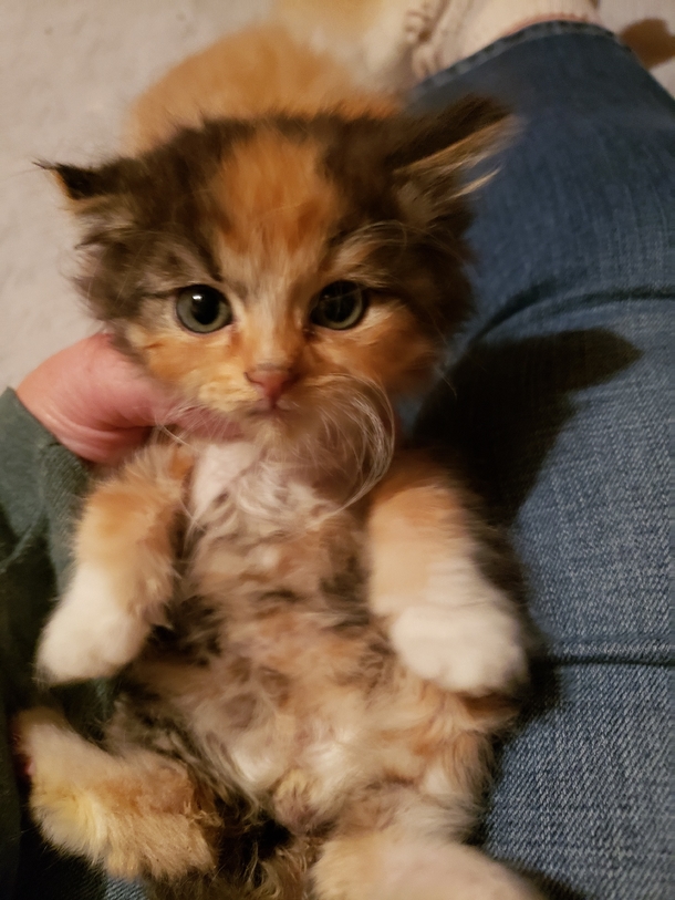 Foster learns their rescue kitten has an extremely rare ‘Unicorn’ trait - picture 2
