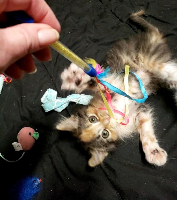 Foster learns their rescue kitten has an extremely rare ‘Unicorn’ trait - picture 3