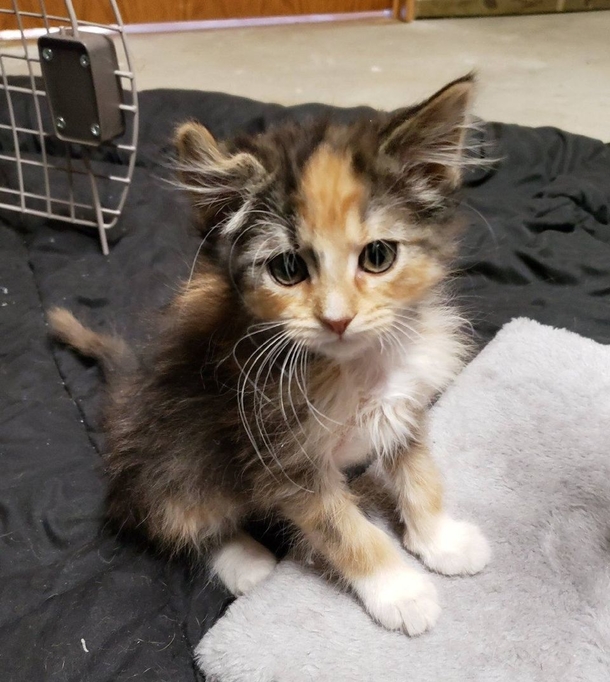Foster learns their rescue kitten has an extremely rare ‘Unicorn’ trait - picture 4