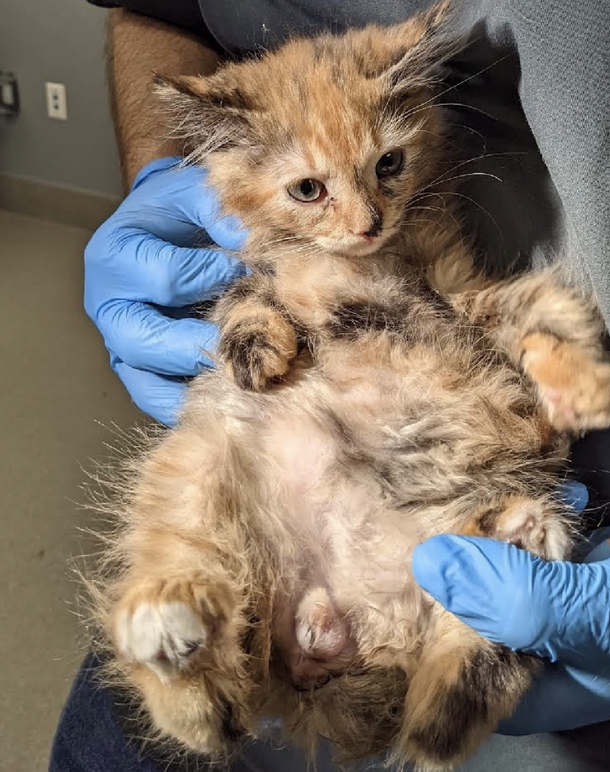 Foster learns their rescue kitten has an extremely rare ‘Unicorn’ trait - picture 5