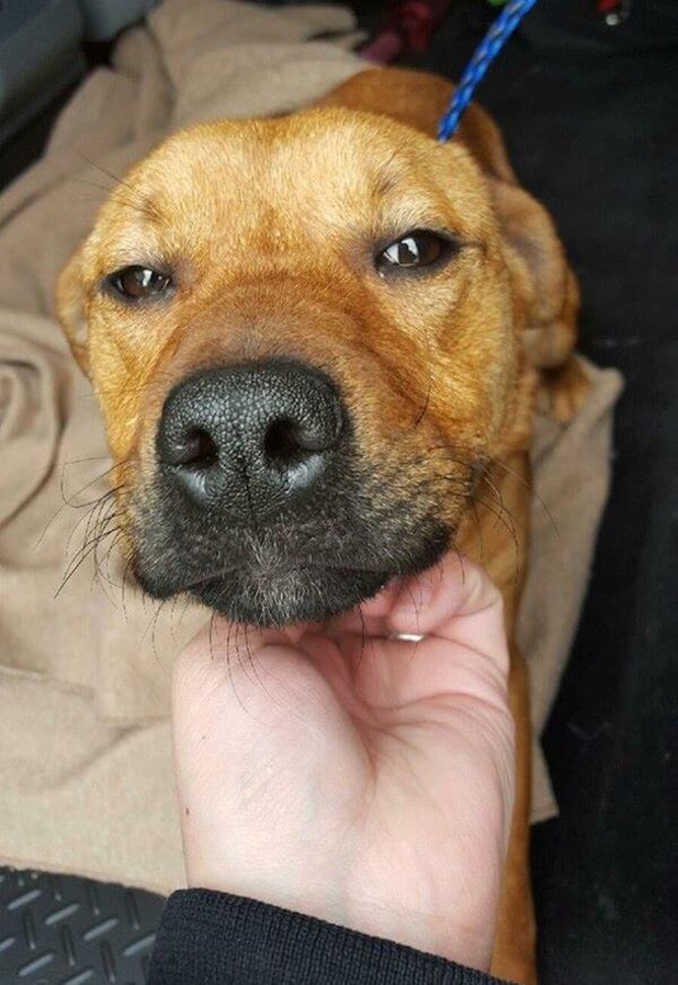 Four Boys Become Heroes After Saving Abandoned Dog Tied Up In Their Neighborhood - picture 4
