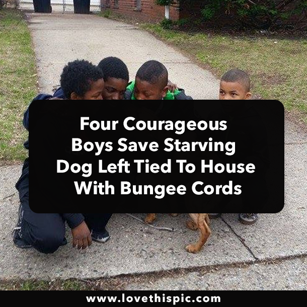 Four Courageous Boys Save Starving Dog Left Tied to House With Bungee Cords