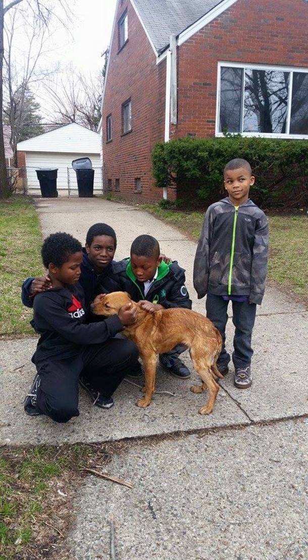 Four Courageous Boys Save Starving Dog Left Tied to House With Bungee Cords - picture 2