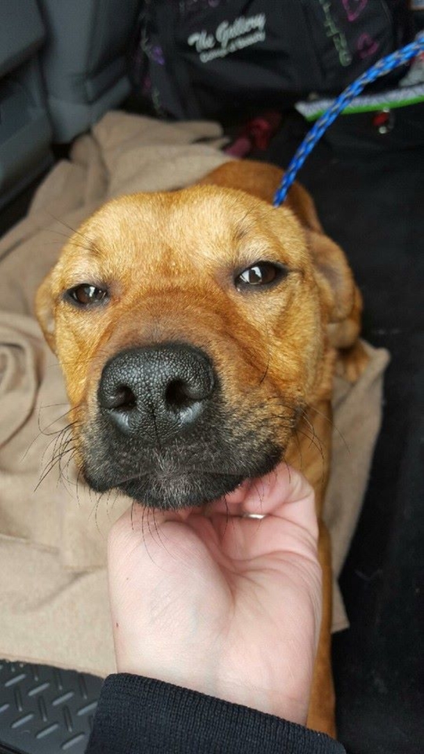 Four Courageous Boys Save Starving Dog Left Tied to House With Bungee Cords - picture 3