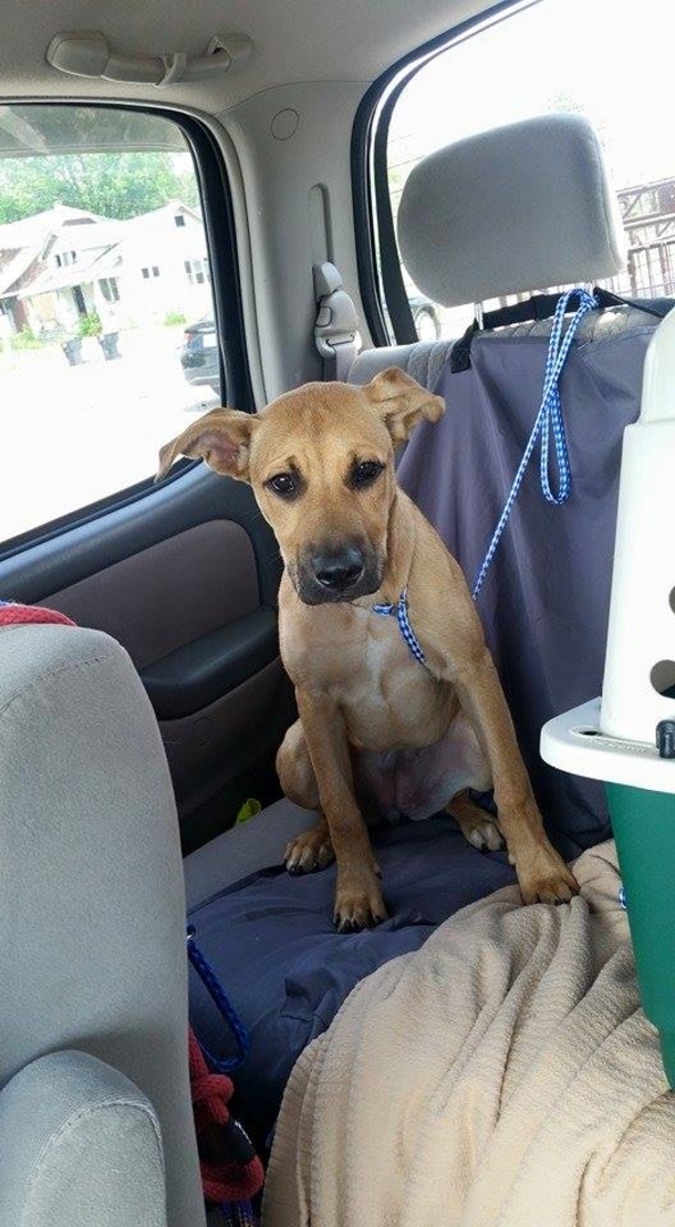 Four Courageous Boys Save Starving Dog Left Tied to House With Bungee Cords - picture 4