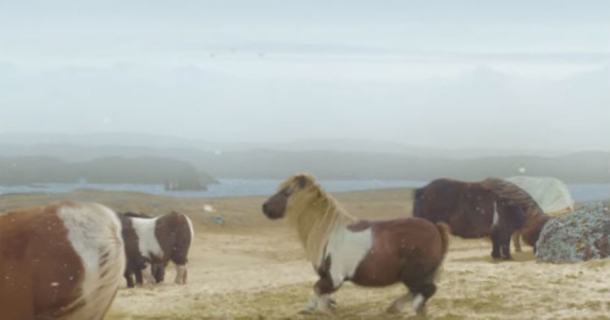 Four Ponies Walk Casually Onto The Screen, Now Keep Your Eyes On The One In The Middle - picture 2