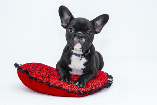 French bulldog dethrones Labrador retriever as most popular dog breed in the US - picture 2