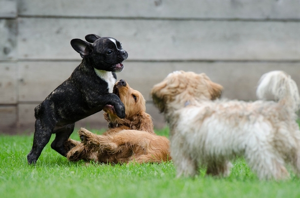 French bulldog dethrones Labrador retriever as most popular dog breed in the US - picture 3