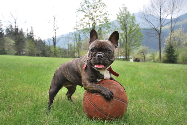 French bulldog dethrones Labrador retriever as most popular dog breed in the US - picture 4