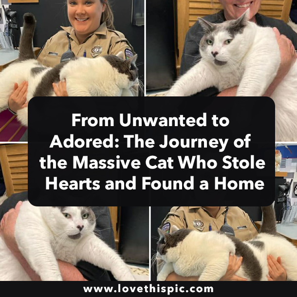 From Unwanted to Adored: The Journey of the Massive Cat Who Stole Hearts and Found a Home