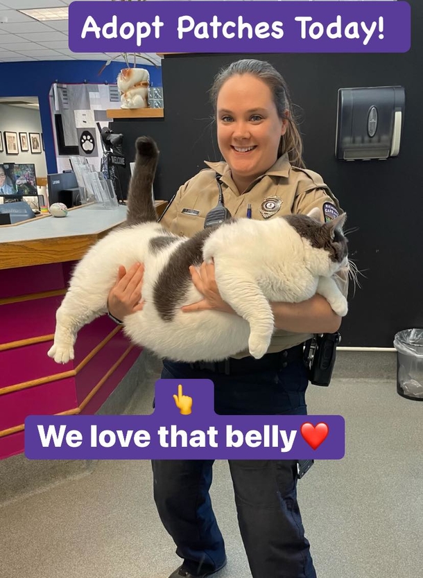 From Unwanted to Adored: The Journey of the Massive Cat Who Stole Hearts and Found a Home - picture 2