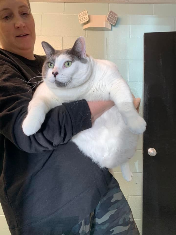 From Unwanted to Adored: The Journey of the Massive Cat Who Stole Hearts and Found a Home - picture 3