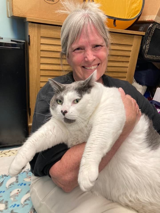 From Unwanted to Adored: The Journey of the Massive Cat Who Stole Hearts and Found a Home - picture 4