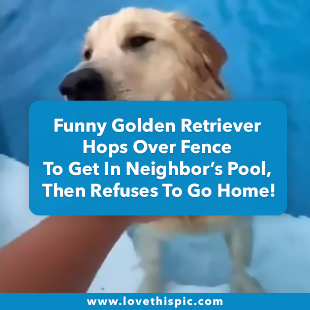 Funny Golden Retriever Hops Over Fence To Get In Neighbor’s Pool, Then Refuses To Go Home!
