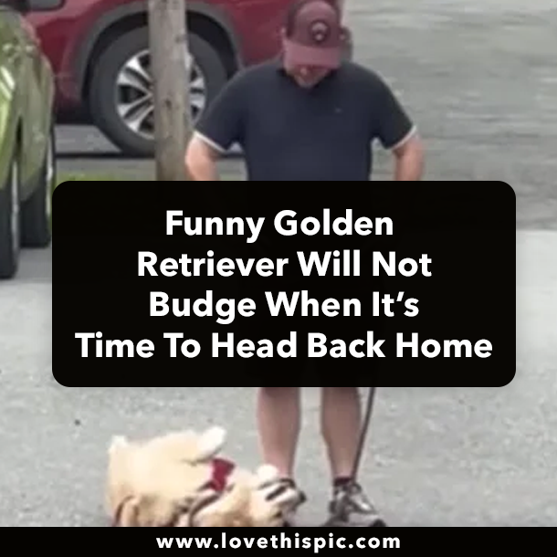 Funny Golden Retriever Will Not Budge When It’s Time To Head Back Home