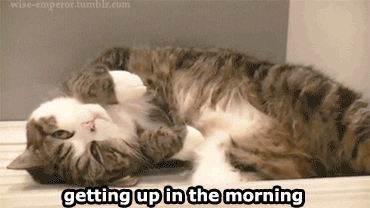 Funny Good Morning Gifs For The Early Birds - picture 11
