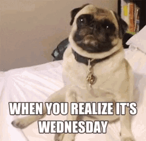 Funny & Silly Wednesday Gifs To Get You Through The Day - picture 10