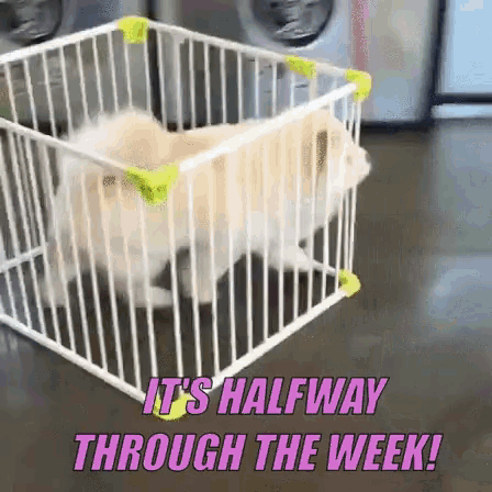 Funny & Silly Wednesday Gifs To Get You Through The Day - picture 2