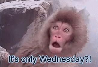 Funny & Silly Wednesday Gifs To Get You Through The Day - picture 7