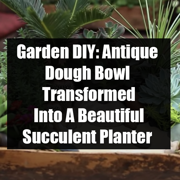Garden DIY: Antique Dough Bowl Transformed Into A Beautiful Succulent Planter