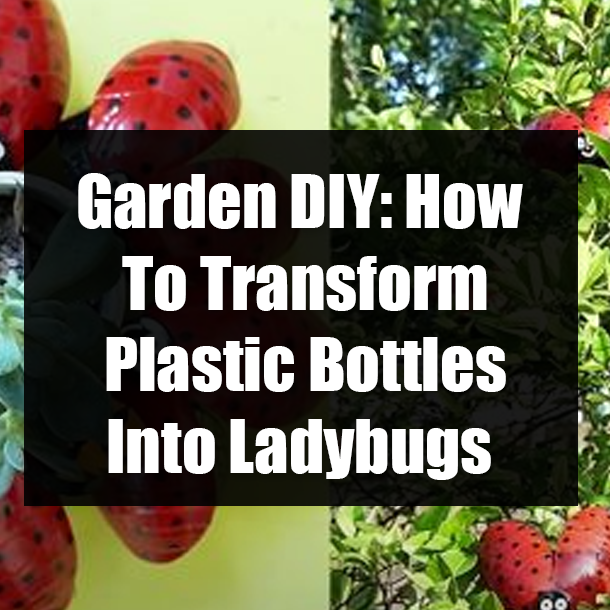 Garden DIY: How To Transform Plastic Bottles Into Ladybugs