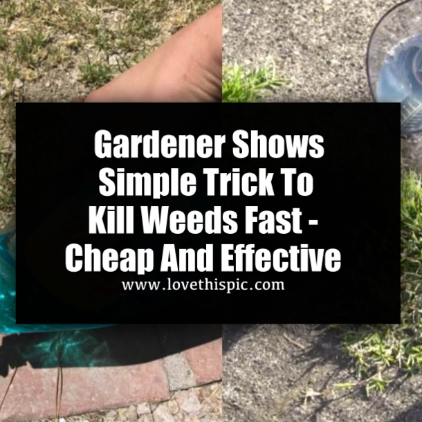 Gardener Shows Simple Trick To Kill Weeds Fast - Cheap And Effective