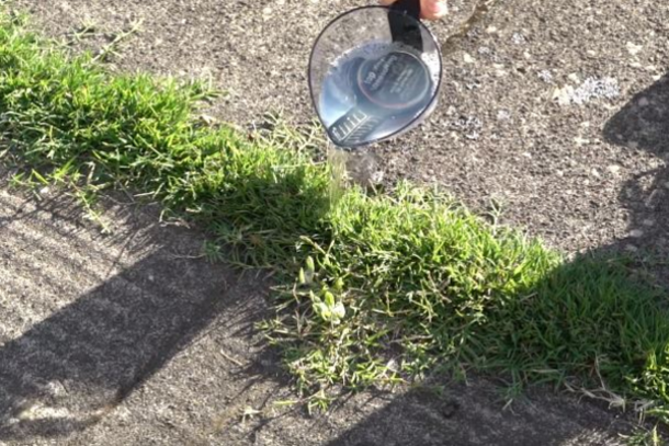 Gardener Shows Simple Trick To Kill Weeds Fast - Cheap And Effective - picture 4