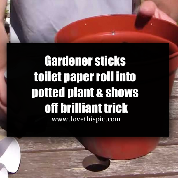 Gardener sticks toilet paper roll into potted plant & shows off brilliant trick