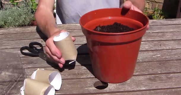 Gardener sticks toilet paper roll into potted plant & shows off brilliant trick - picture 2