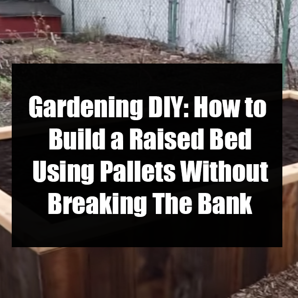 Gardening DIY: How to Build a Raised Bed Using Pallets Without Breaking The Bank