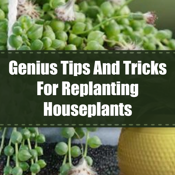 Genius Tips And Tricks For Replanting Houseplants
