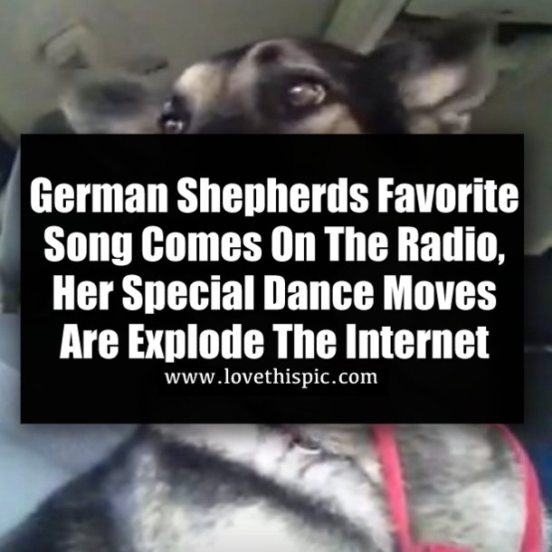 German Shepherds Favorite Song Comes On The Radio, Her Special Dance Moves Are Explode The Internet