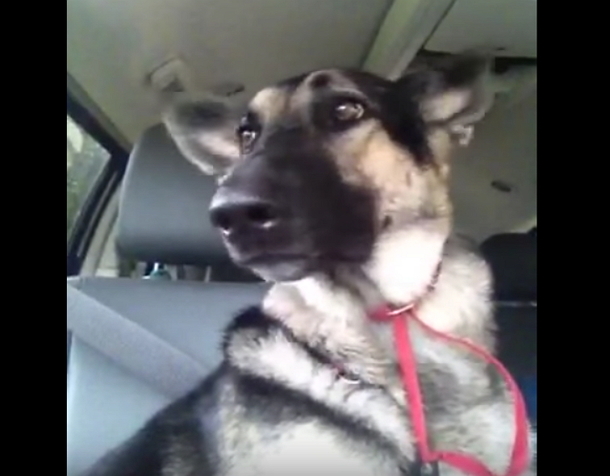 German Shepherds Favorite Song Comes On The Radio, Her Special Dance Moves Are Explode The Internet - picture 2