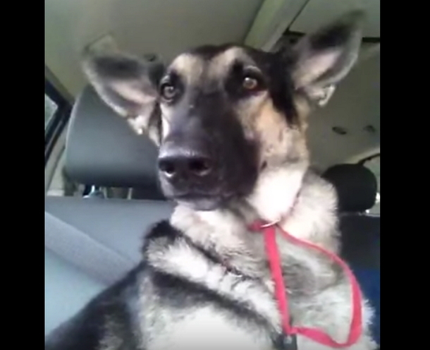 German Shepherds Favorite Song Comes On The Radio, Her Special Dance Moves Are Explode The Internet - picture 3
