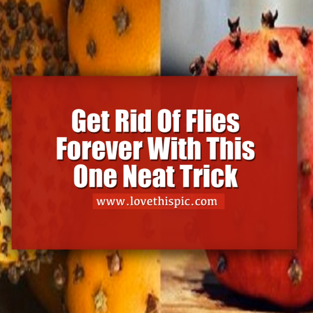 Get Rid Of Flies Forever With This One Simple Trick