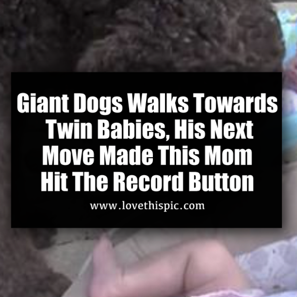 Giant Dogs Walks Towards Twin Babies, His Next Move Made This Mom Hit The Record Button