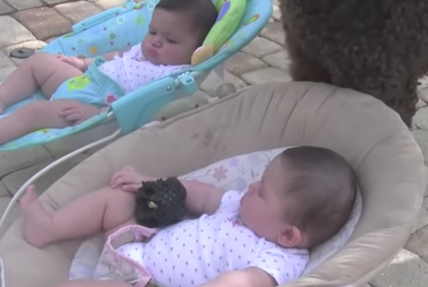 Giant Dogs Walks Towards Twin Babies, His Next Move Made This Mom Hit The Record Button - picture 2