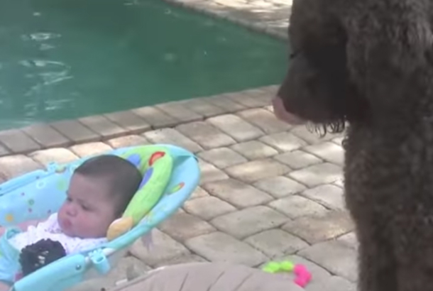 Giant Dogs Walks Towards Twin Babies, His Next Move Made This Mom Hit The Record Button - picture 3